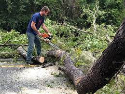 How Our Tree Care Process Works  in  Milwaukee, WI